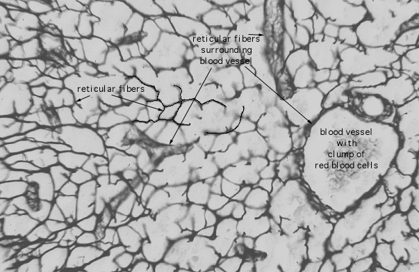  reticular fibers 