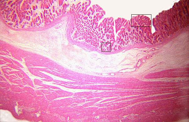  pyloric stomach, glands 