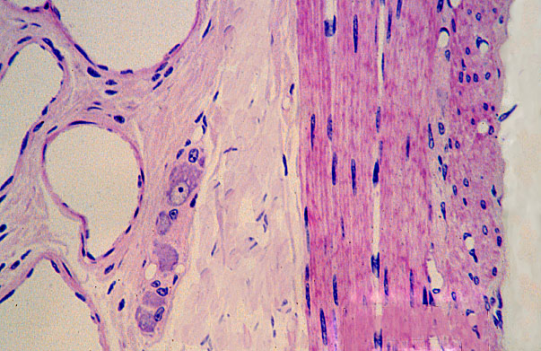  parasympathetic plexuses, submucosal plexus of Meissner 