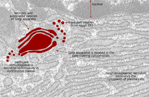  plasma cell, cytocentrum 