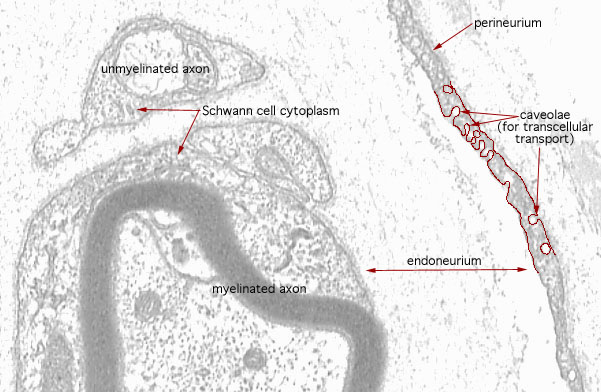  arteriole and peripheral nerve, axons and perineurium 